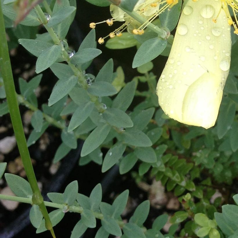 Hypericum olympicum Citrinum - Millepertuis du Mont Olympe 'Citrinum' (Foliage)