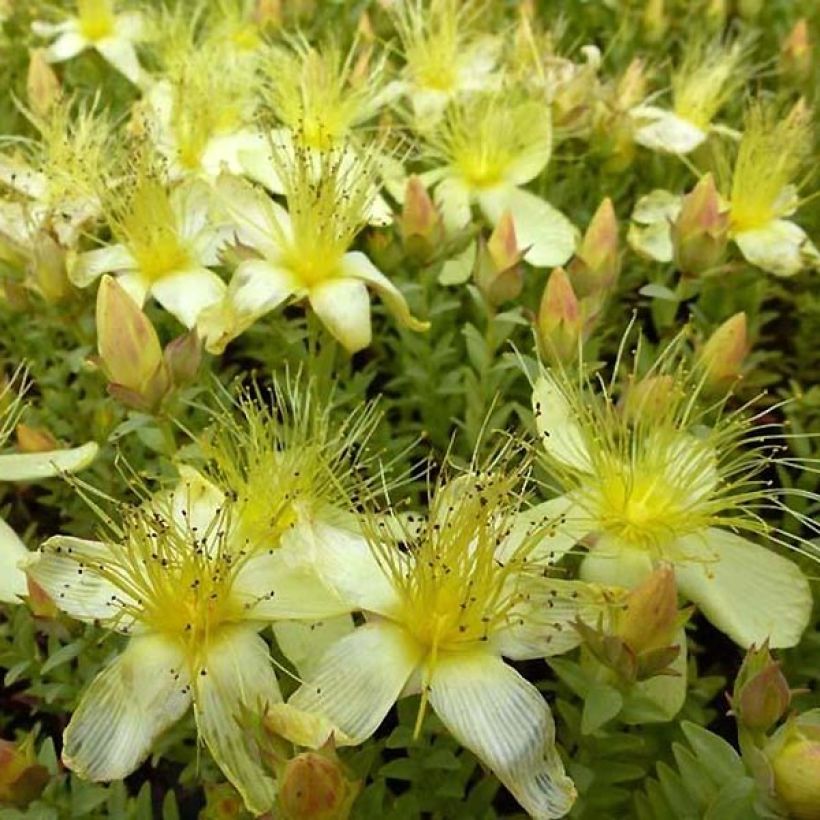 Hypericum olympicum Citrinum - Millepertuis du Mont Olympe 'Citrinum' (Flowering)
