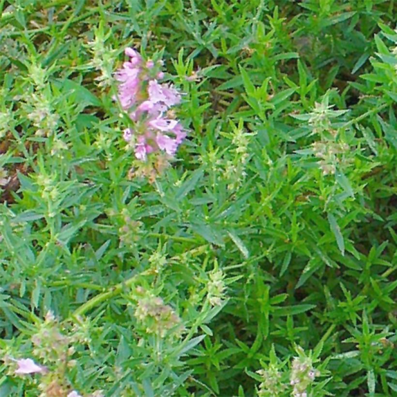 Hyssopus officinalis f. roseus - Hysope officinale rose (Foliage)