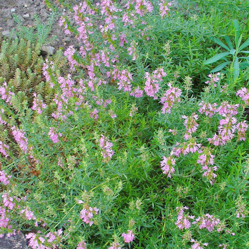 Hyssopus officinalis f. roseus - Hysope officinale rose (Flowering)