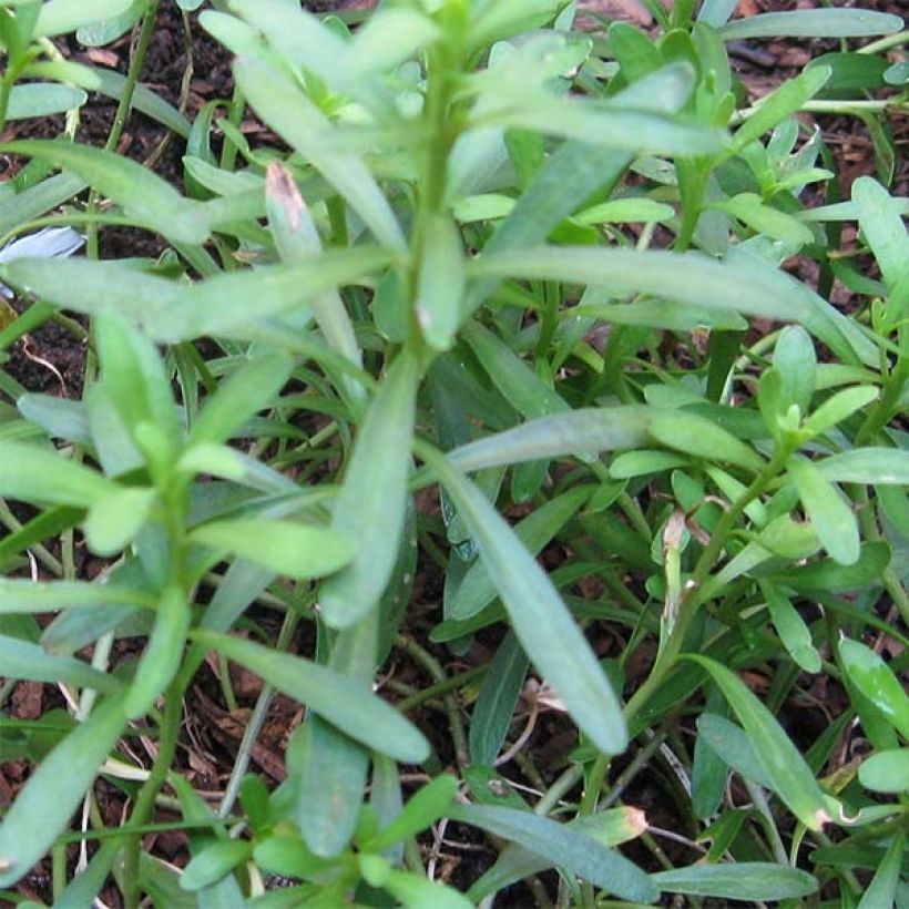 Iberis sempervirens - Corbeille d'argent (Foliage)