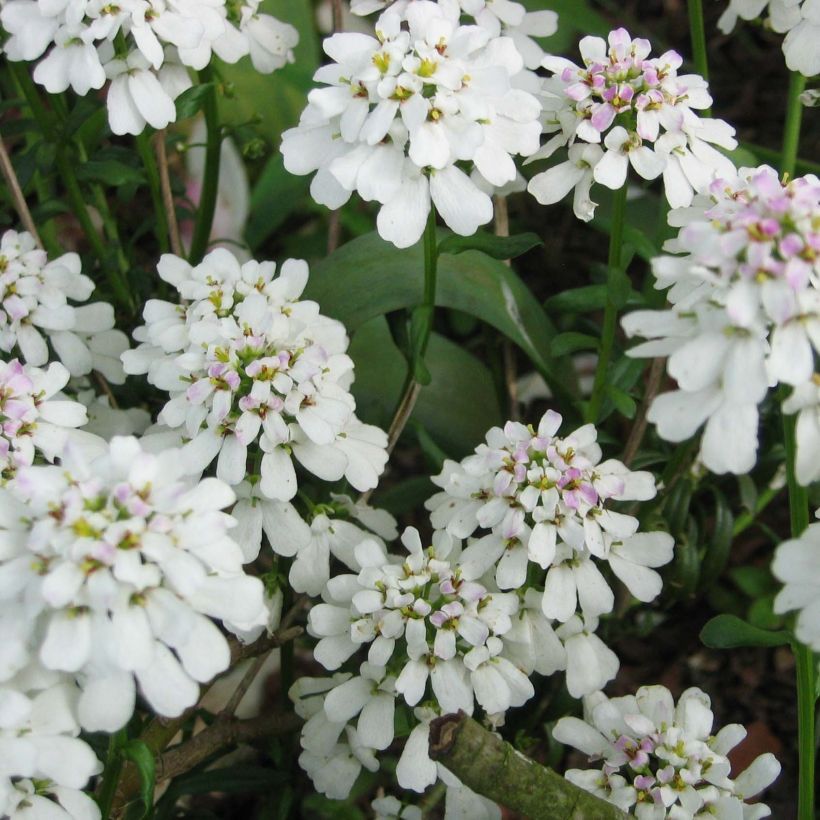 Iberis sempervirens - Corbeille d'argent (Flowering)