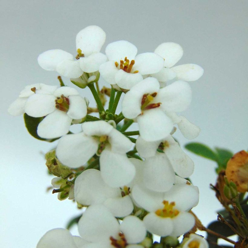 Iberis sempervirens Masterpiece - Corbeille d'argent  (Flowering)