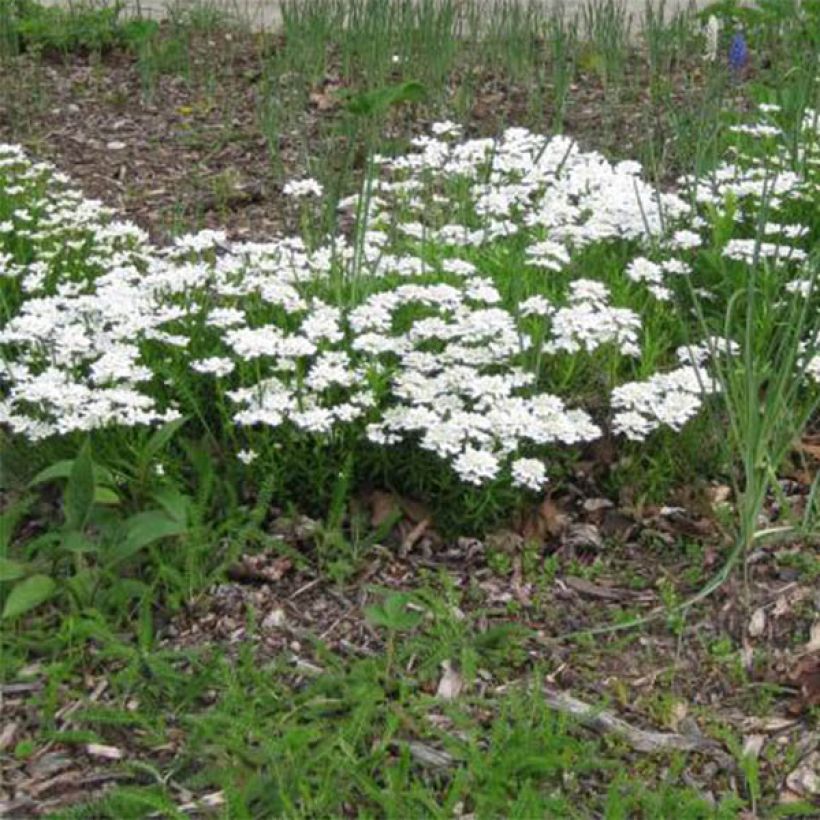 Iberis sempervirens Weisser Zwerg - Corbeille d'argent (Plant habit)
