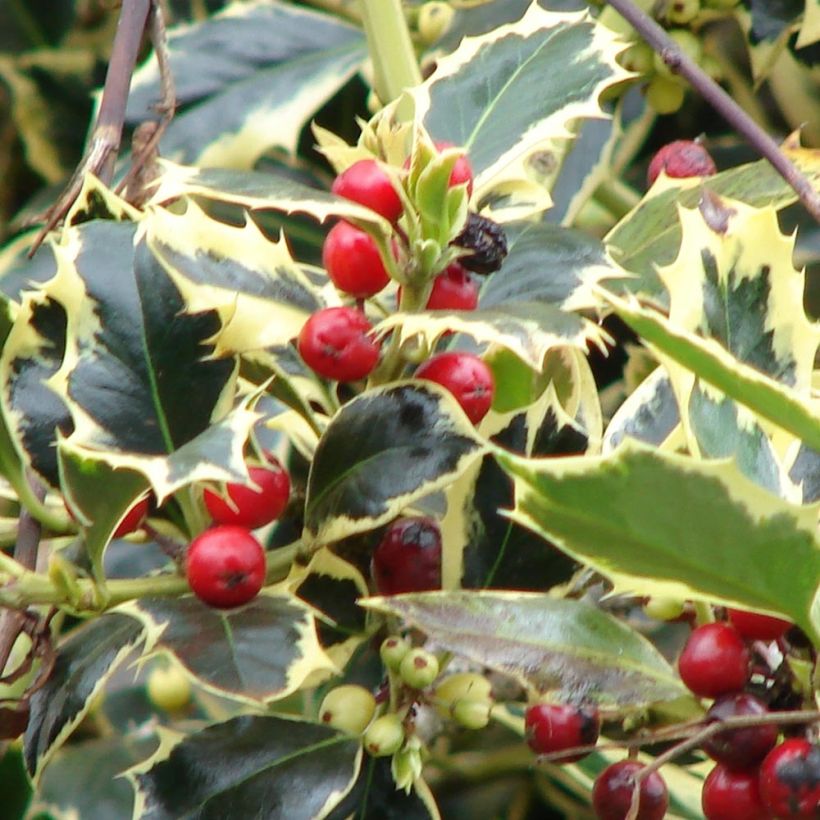 Ilex aquifolium Madame Briot - Houx panaché (Harvest)