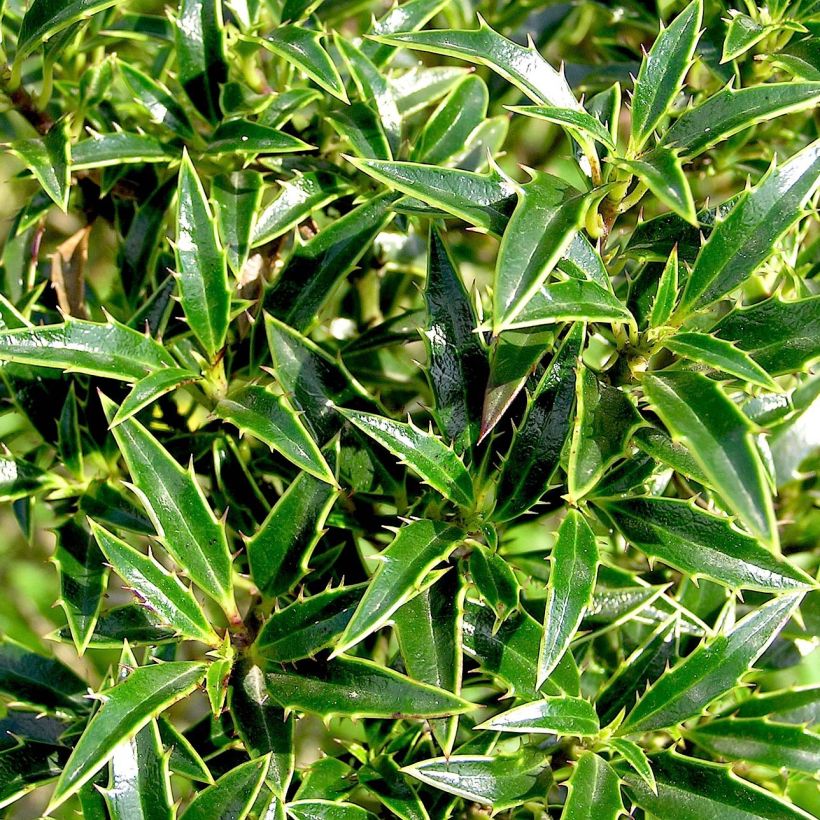 Houx à feuilles de Myrte - Ilex aquifolium Myrtifolia (Foliage)