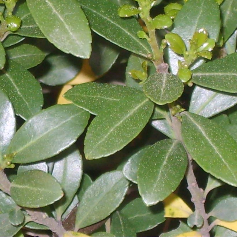 Houx crénelé - Ilex crenata Green Hedge (Foliage)