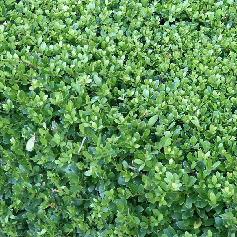 Houx crénelé - Ilex crenata Dark Green  (Foliage)