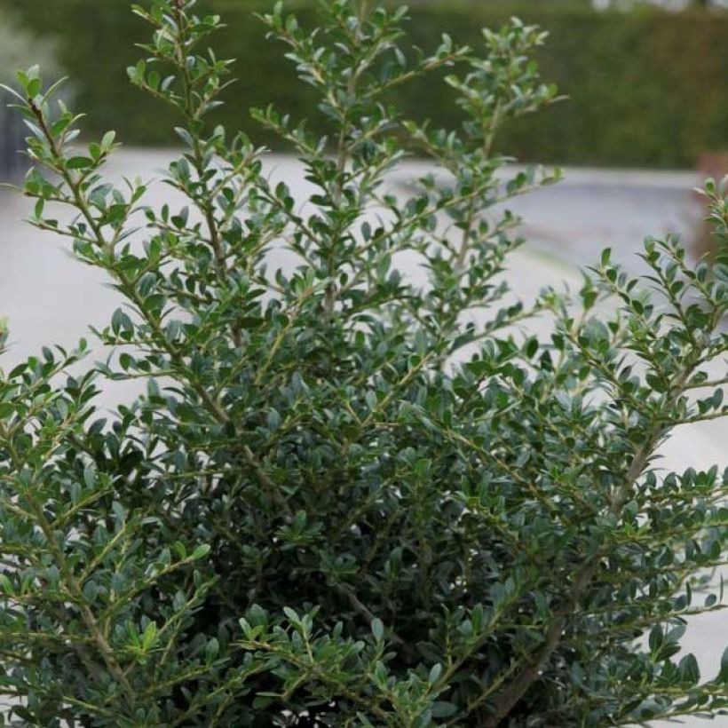 Ilex crenata Stokes - Houx crénelé nain (Foliage)