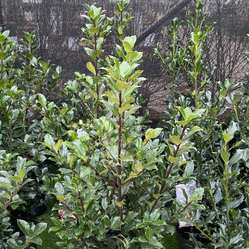 Houx - Ilex (x) meserveae Mesid (Plant habit)