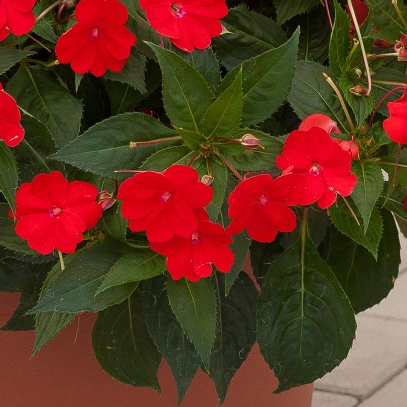 Impatiens Sunpatiens Vigorous Scarlet Mini-mottes (Foliage)