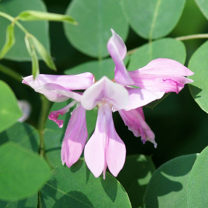 Indigofera kirilowii - Indigotier de Kirilov (Flowering)