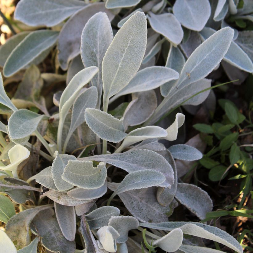 Inula candida subsp.verbascifolia (Foliage)
