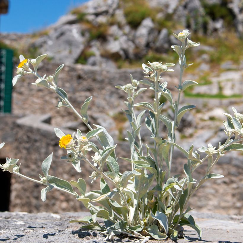 Inula candida subsp.verbascifolia (Plant habit)