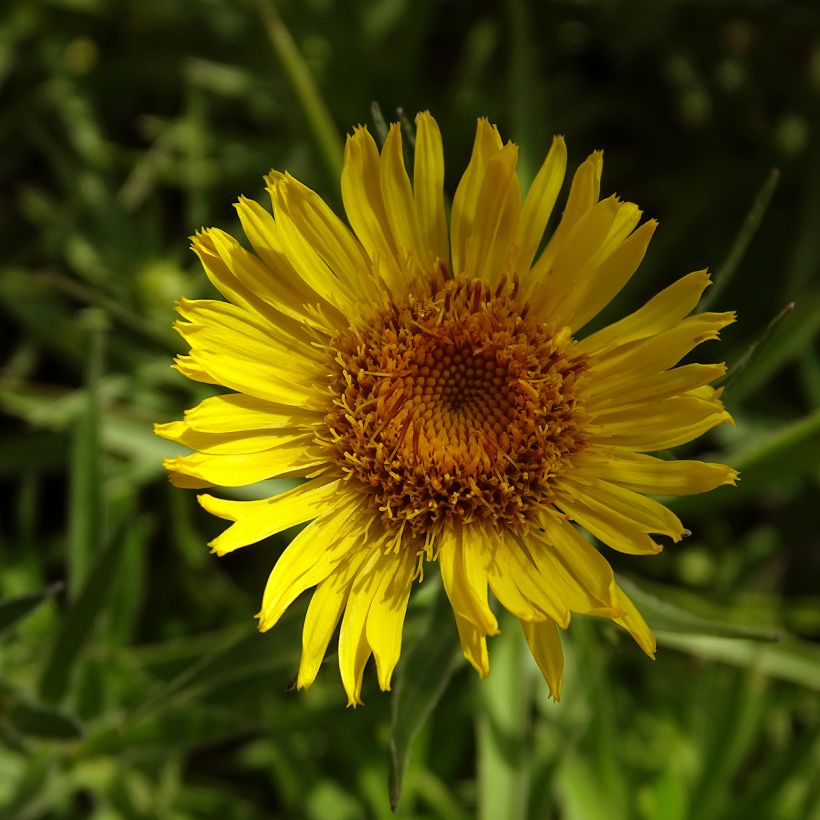 Inula ensifolia - Aunée à feuilles récurvées (Flowering)