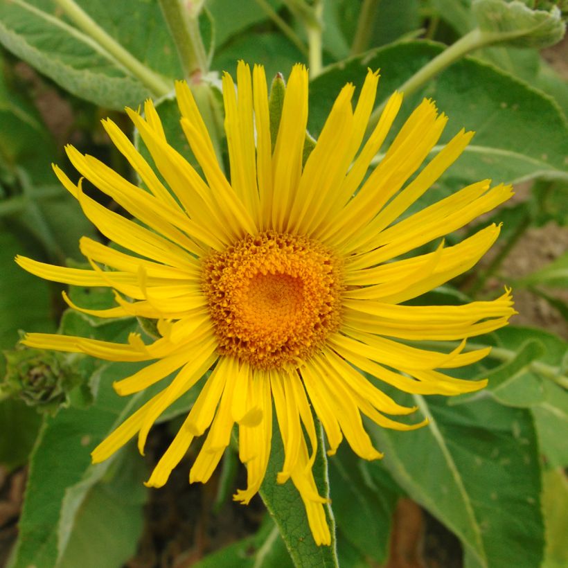 Inula orientalis - Aunée orientale (Flowering)
