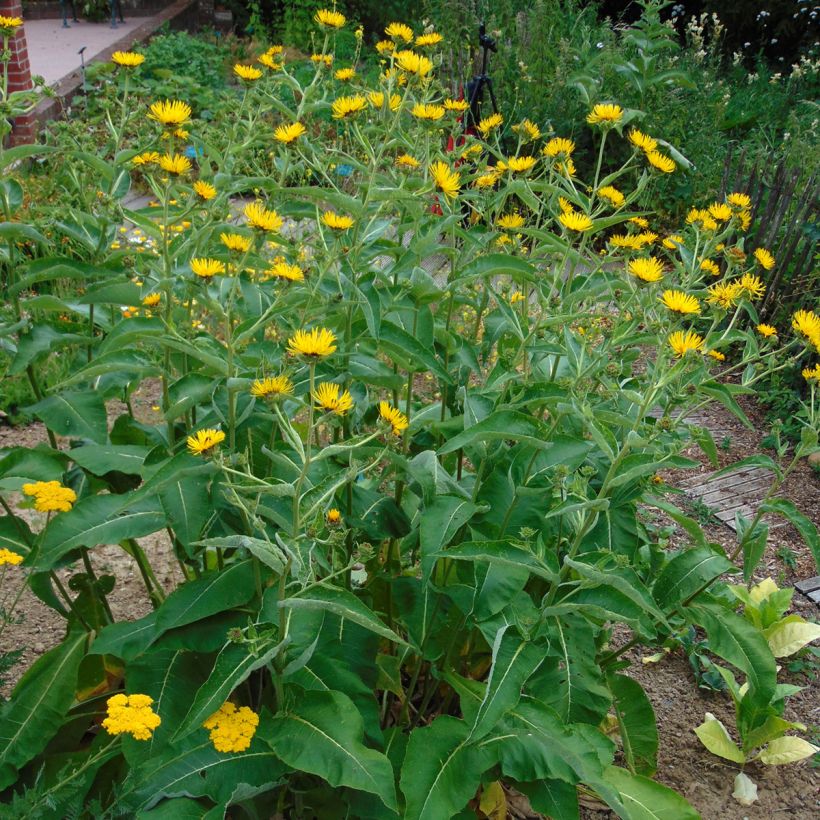 Inula orientalis - Aunée orientale (Plant habit)