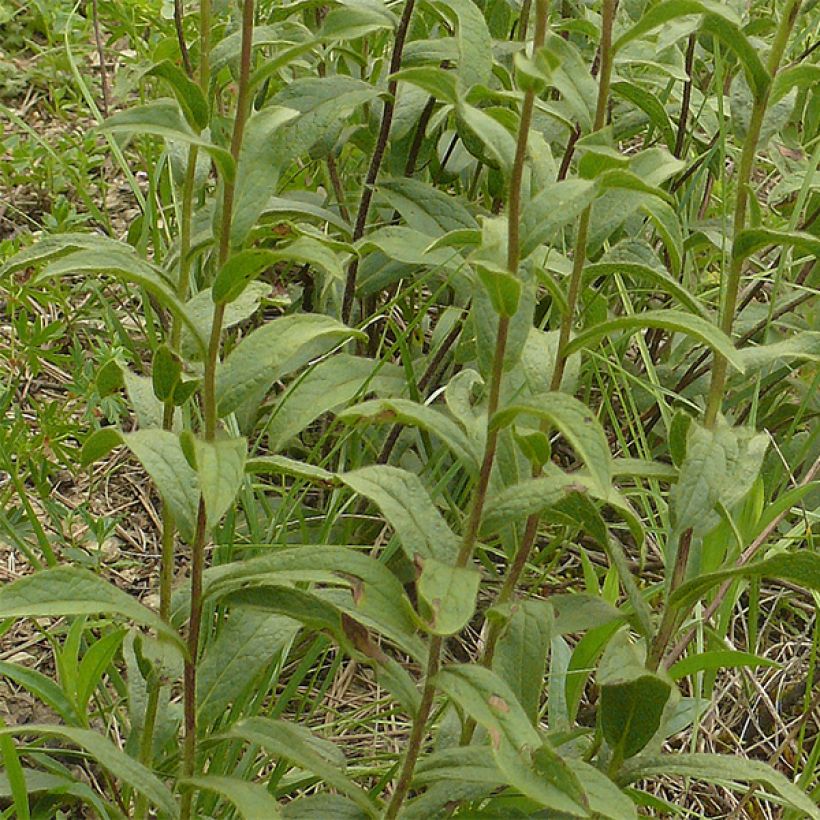 Inula racemosa Sonnenspeer - Aunée  (Foliage)