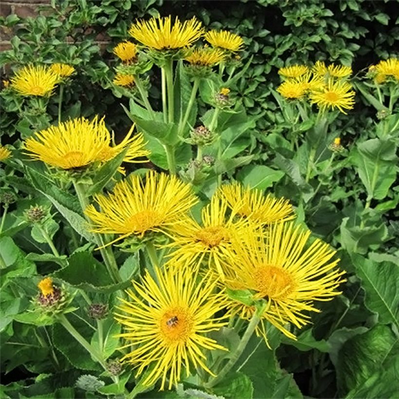 Inula racemosa Sonnenspeer - Aunée  (Flowering)
