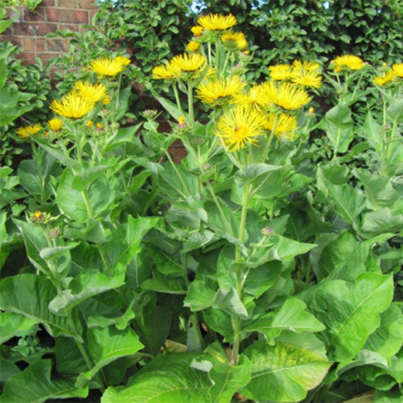 Inula racemosa Sonnenspeer - Aunée  (Plant habit)