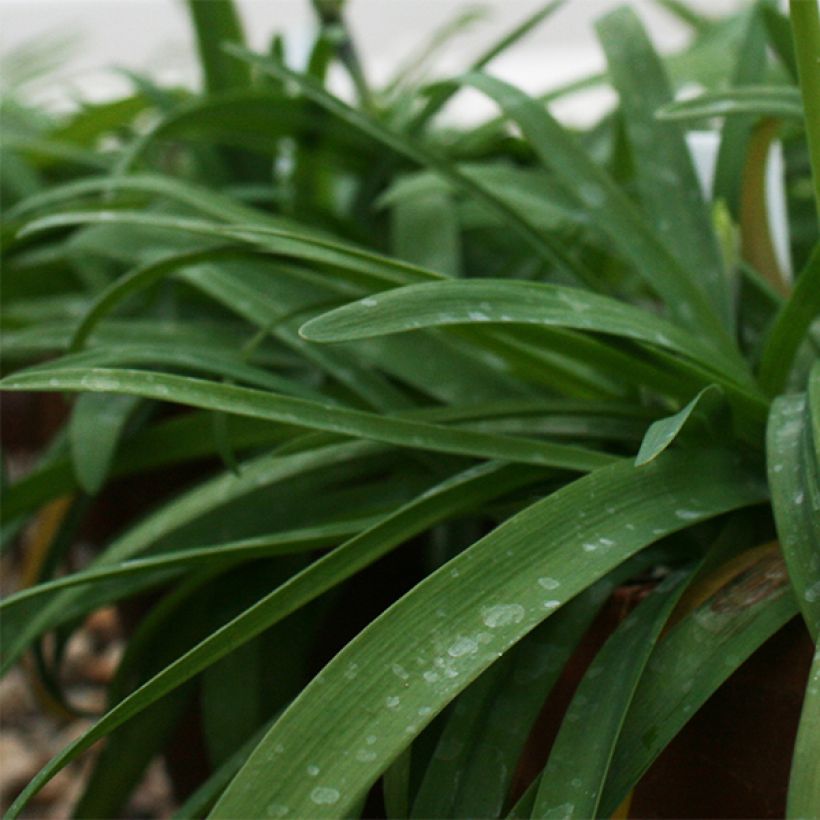 Ipheion Rolf Fiedler (Foliage)