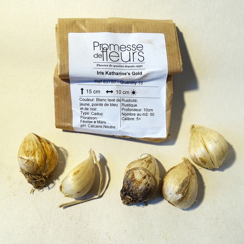 Example of Iris Katharine's Gold Bulbe size 6+ as you get