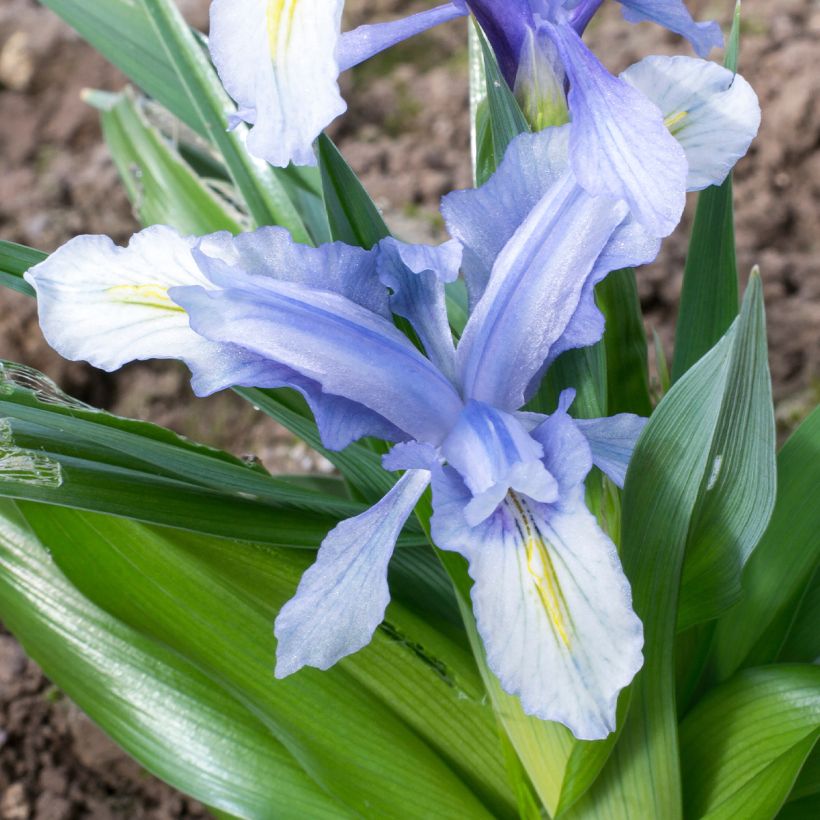 Iris aucheri - Iris botanique (Flowering)
