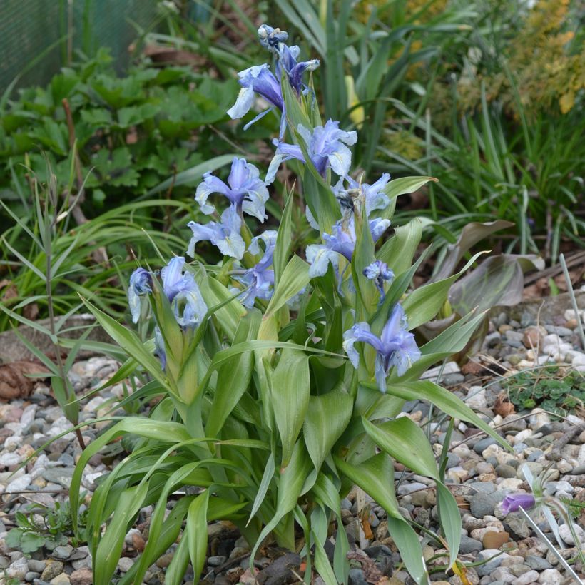 Iris aucheri - Iris botanique (Plant habit)