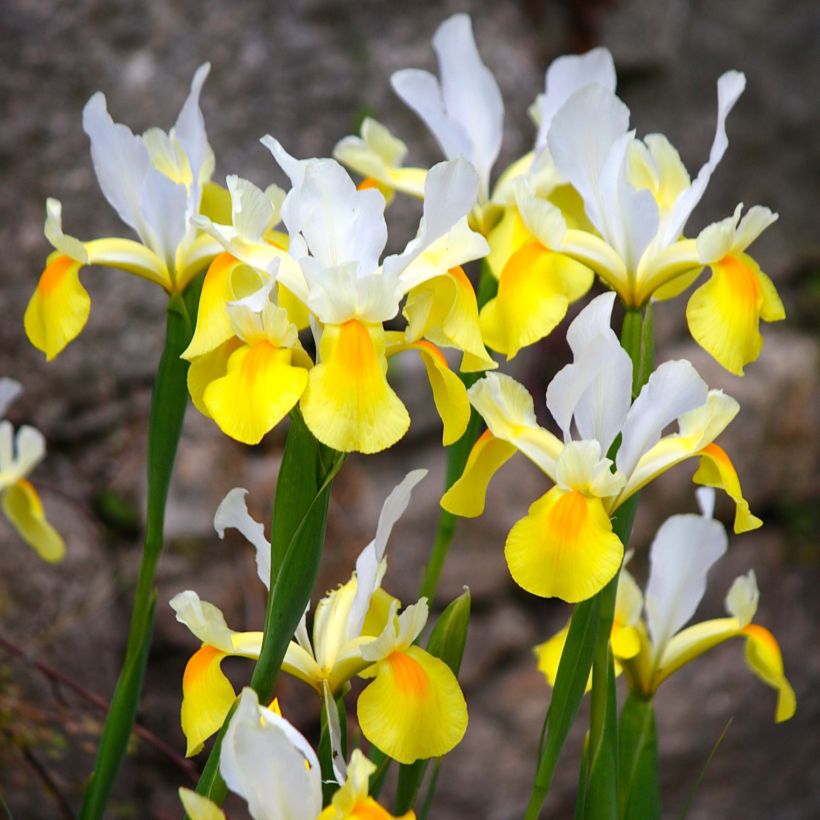 Iris de Hollande Apollo (Flowering)