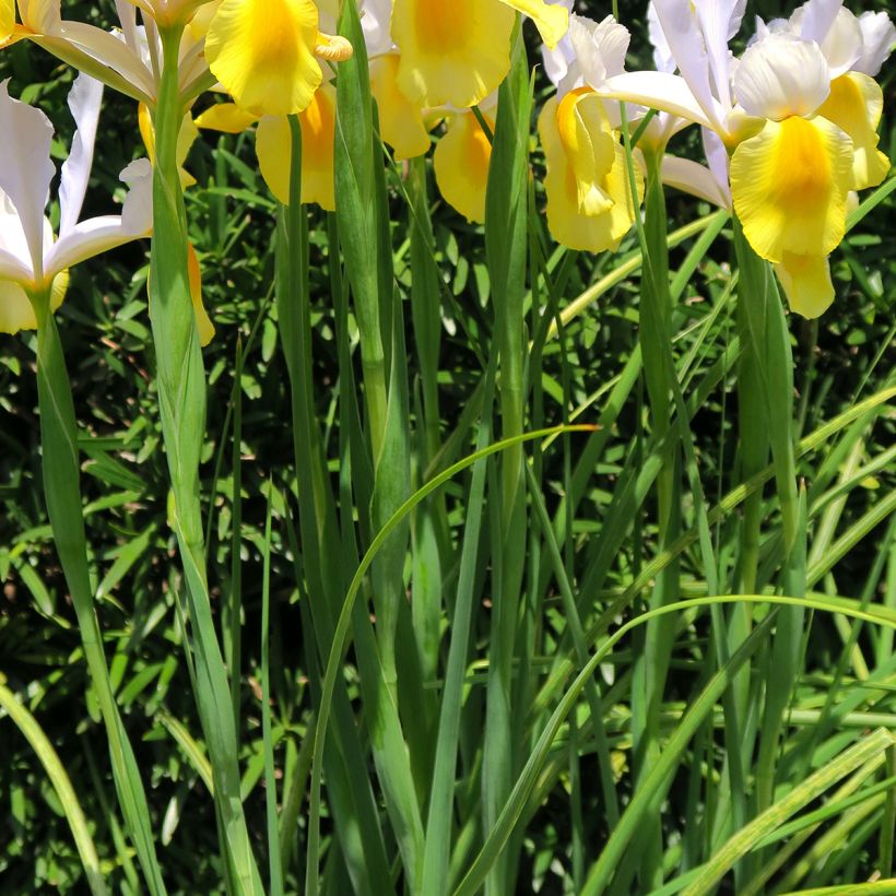Iris de Hollande Apollo (Foliage)