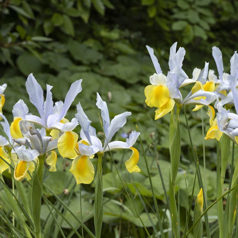 Iris de Hollande Apollo (Plant habit)