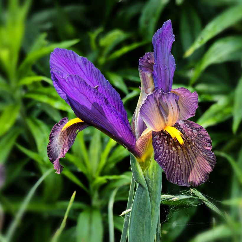 Iris de Hollande Eye of the Tiger (Flowering)