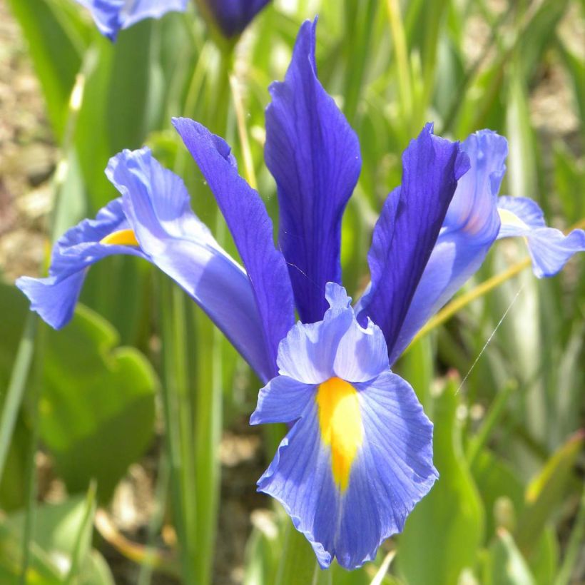 Iris de Hollande Sapphire Beauty (Flowering)