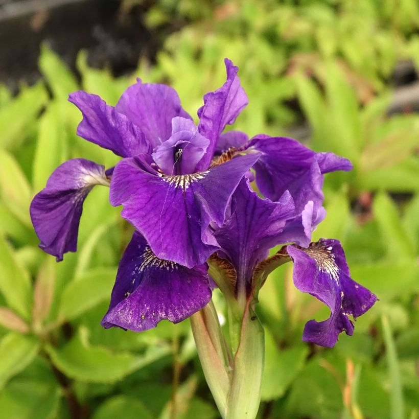Iris de Sibérie - Iris sibirica Caesar's Brother (Flowering)