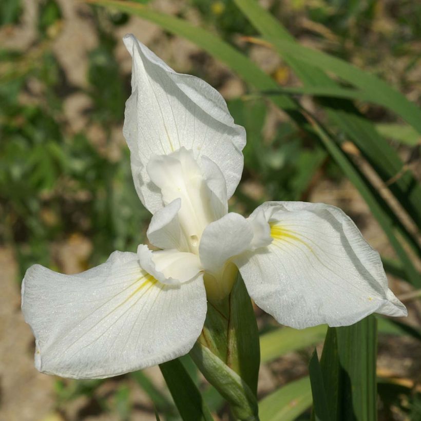 Iris du Japon - Iris ensata Comtesse de Paris (Flowering)