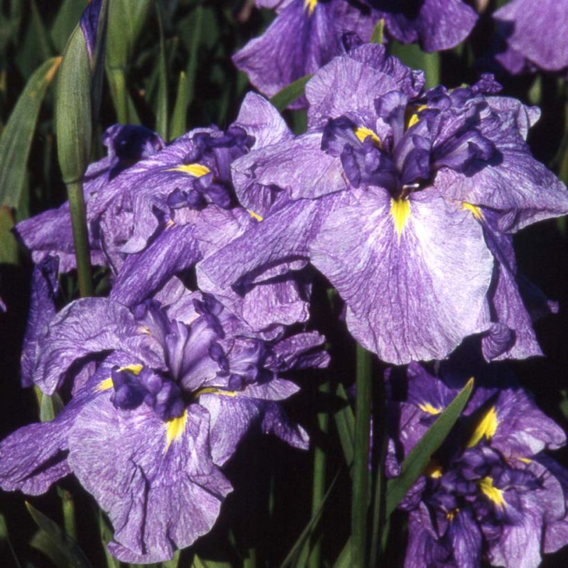 Iris du Japon - Iris ensata Dainagon (Flowering)