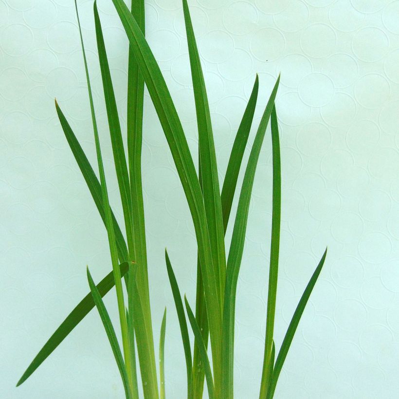 Iris du Japon - Iris ensata Darling (Foliage)