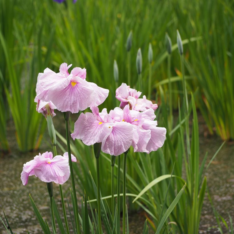 Iris du Japon - Iris ensata Dinner Plate Tub Tim Grob (Plant habit)