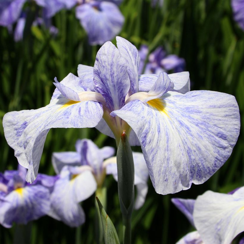 Iris du Japon - Iris ensata Eden's Paintbrush (Flowering)