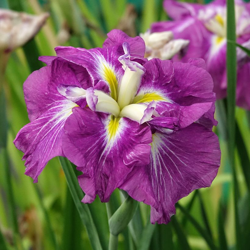 Iris du Japon - Iris ensata Dinner Plate Jell-O (Flowering)