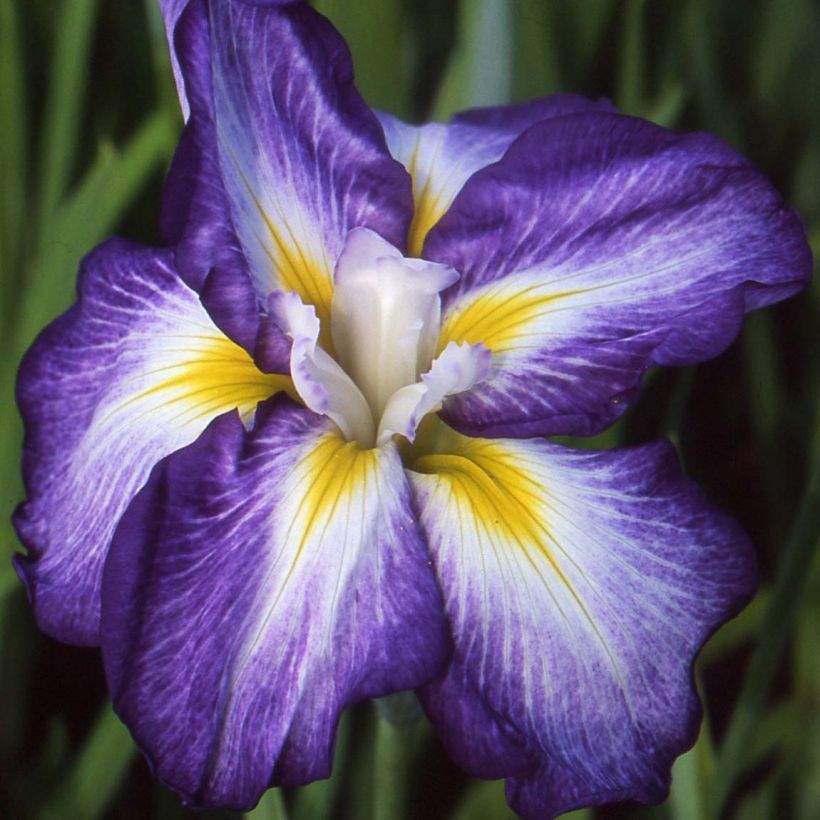 Iris du Japon - Iris ensata Illumination (Flowering)