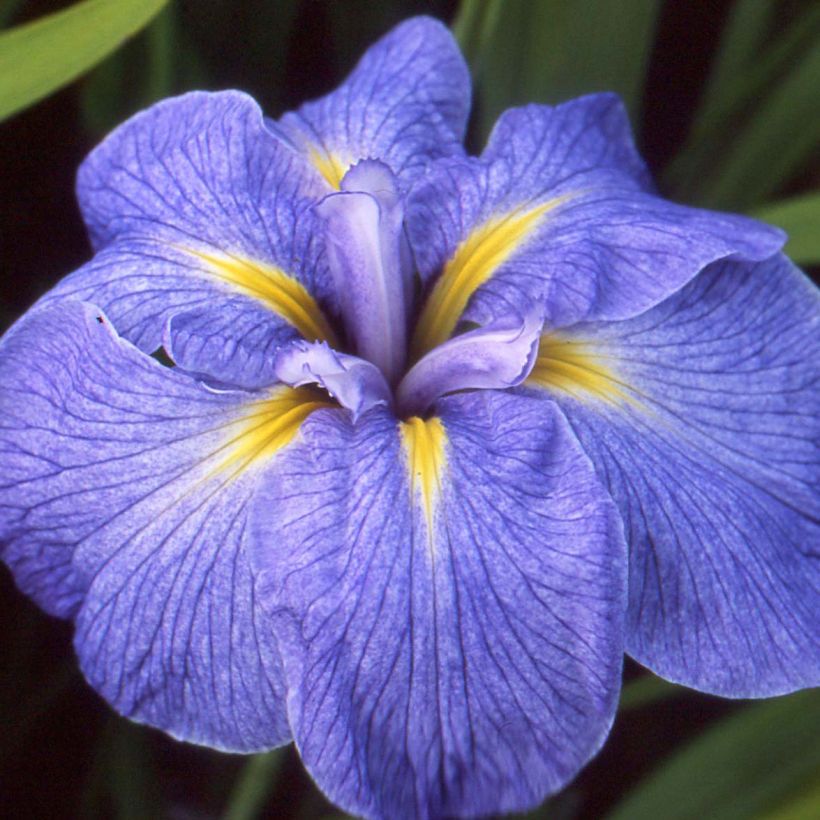 Iris du Japon - Iris ensata Mme Bigot (Flowering)