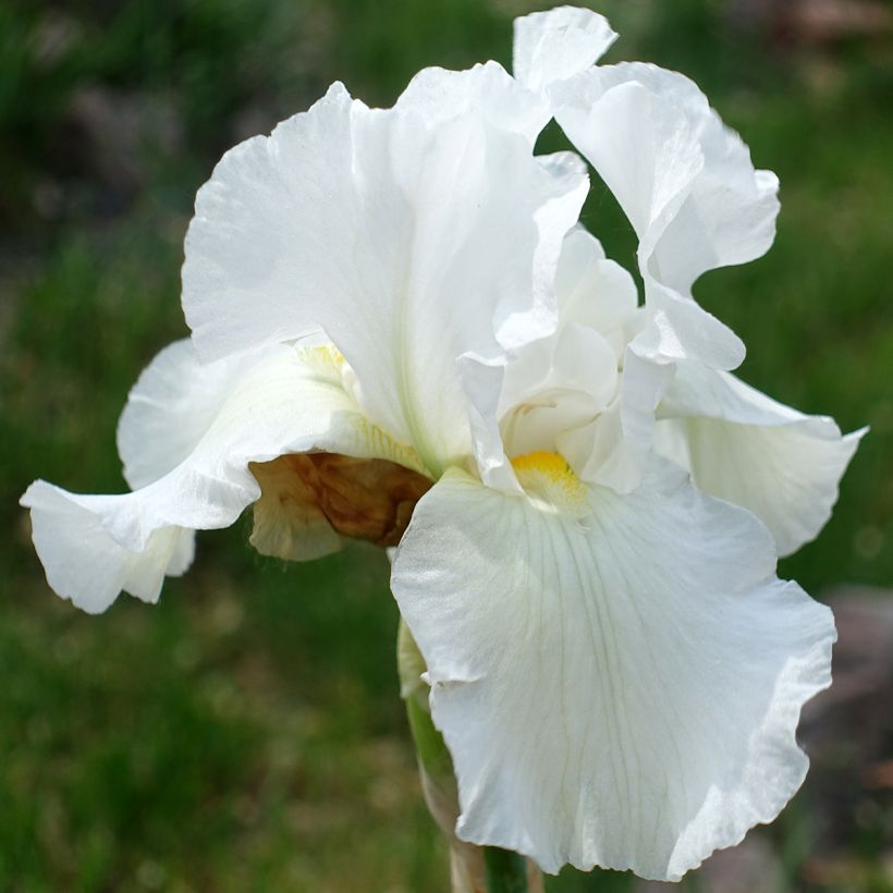 Iris germanica America's Cup - Iris des Jardins (Flowering)