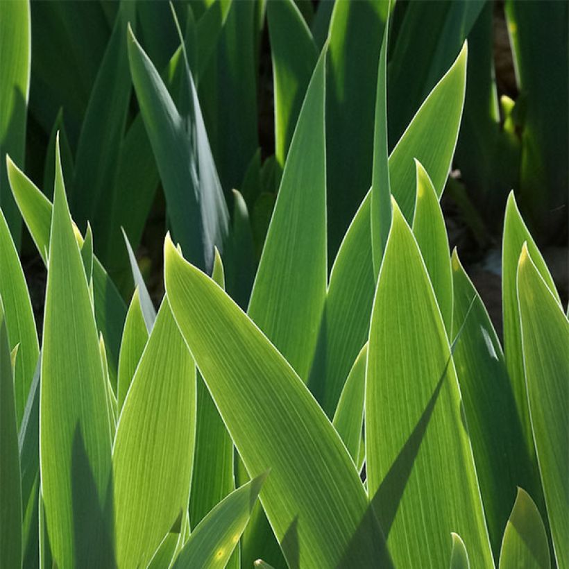 Iris germanica Autumn Circus - Iris des Jardins (Foliage)