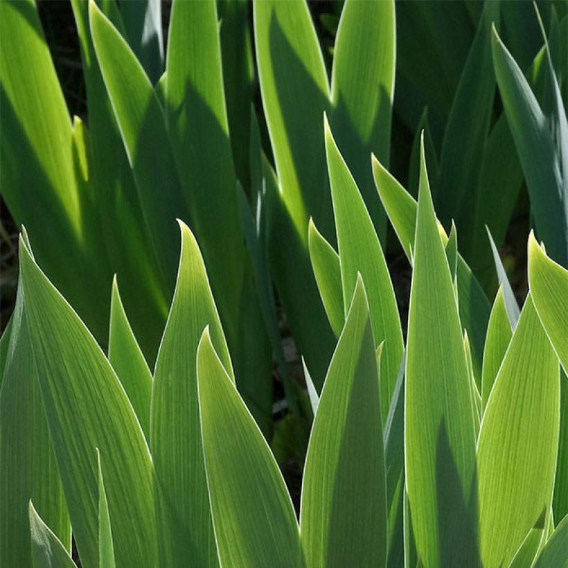 Iris germanica Ballet Lesson - Iris des Jardins Lilliput (Foliage)