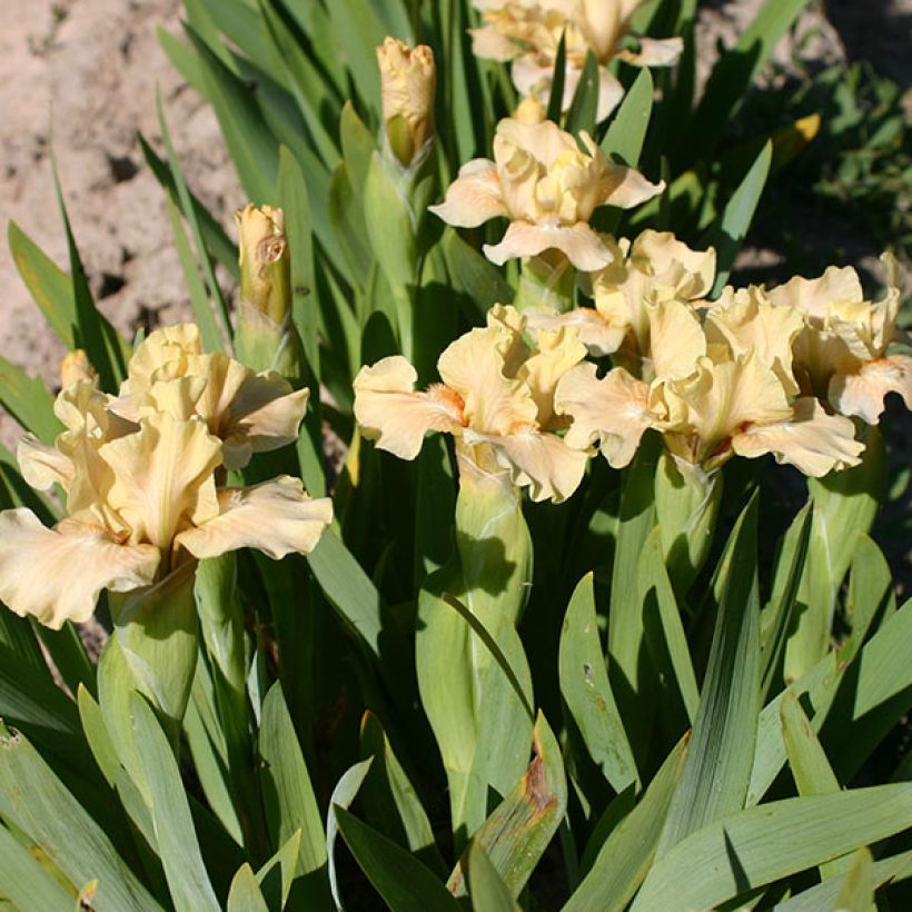 Iris germanica Ballet Lesson - Iris des Jardins Lilliput (Flowering)