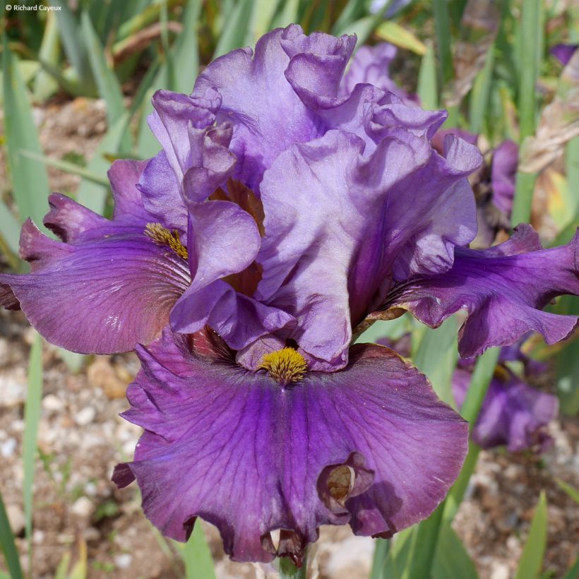 Iris germanica Belle Surprise - Grand Iris des Jardins (Flowering)