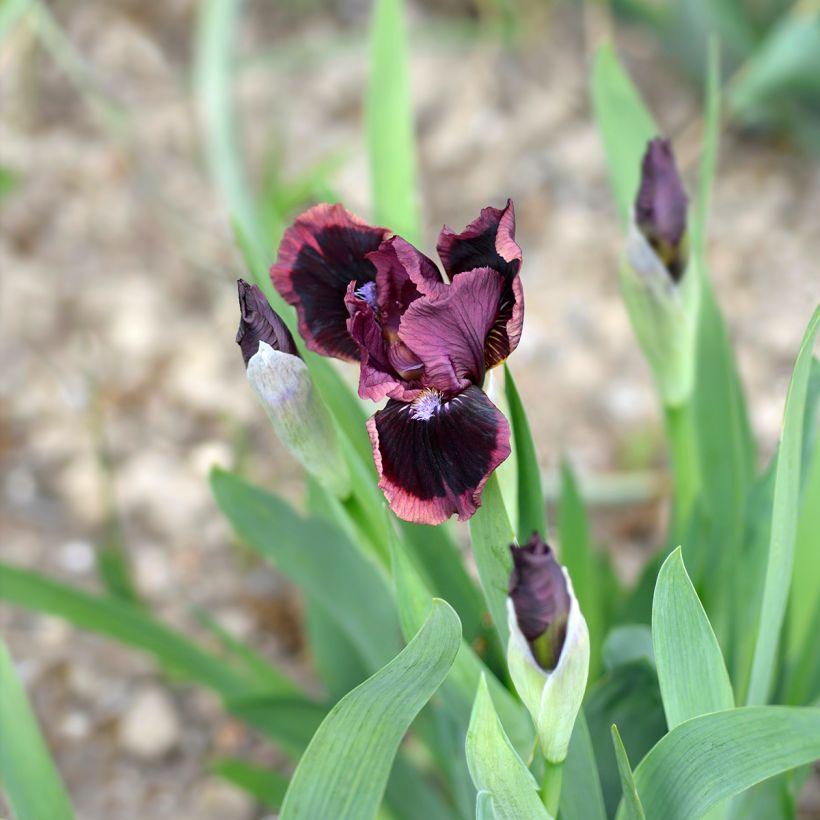 Iris germanica Cat's Eye - Iris des Jardins Lilliput (Flowering)