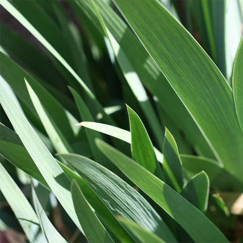 Iris germanica Chelsea Bleu (Foliage)