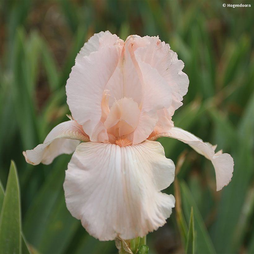 Iris germanica Cherished - Iris des Jardins remontant (Flowering)